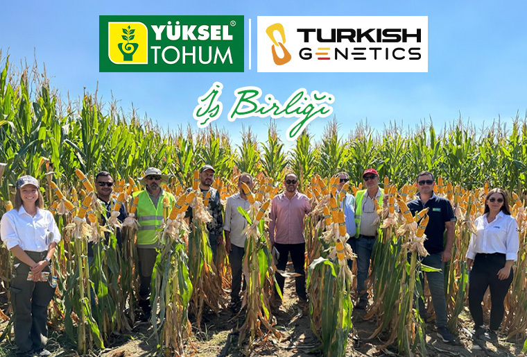 Yüksel Tohum ve Turkish Genetics İş Birliği!