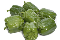 Dolma
