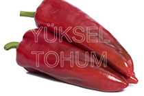 Kapya