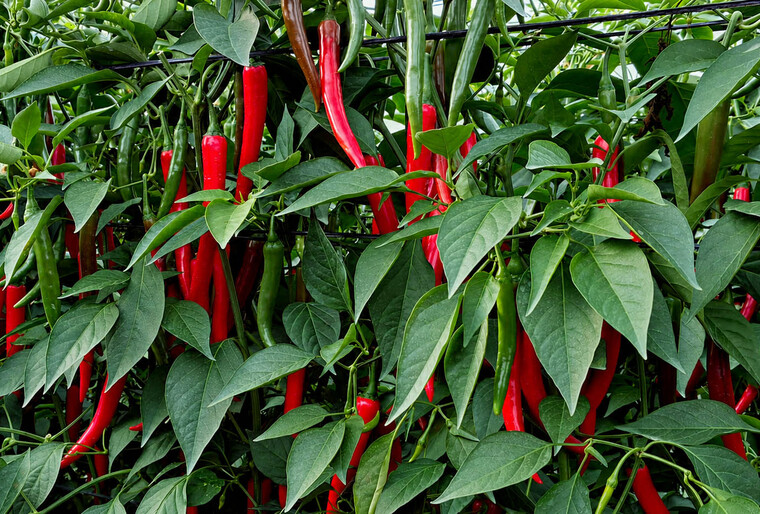 SHAMA, el nuevo pimiento picante de Yuksel Seeds
