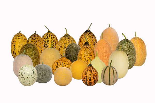 Melón