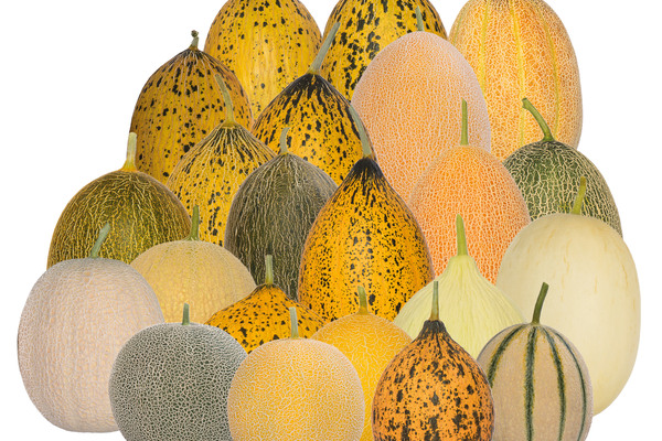 Melon