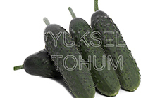 Dikenli Hıyar