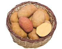 Patates Tohumu