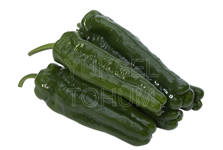 Çözüm F1